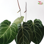 Anthurium Crystallinum P120《水晶花烛》