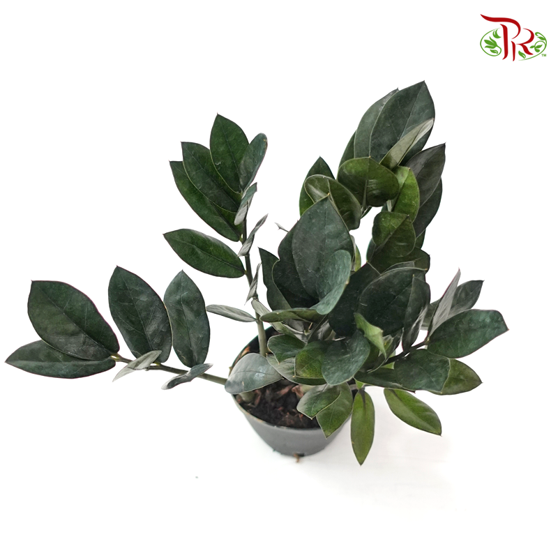 Zamia Raven P90 黑金金钱树