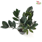 Zamia Raven P90 黑金金钱树