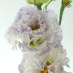 Eustoma - Icy Lilac (Per Bunch)