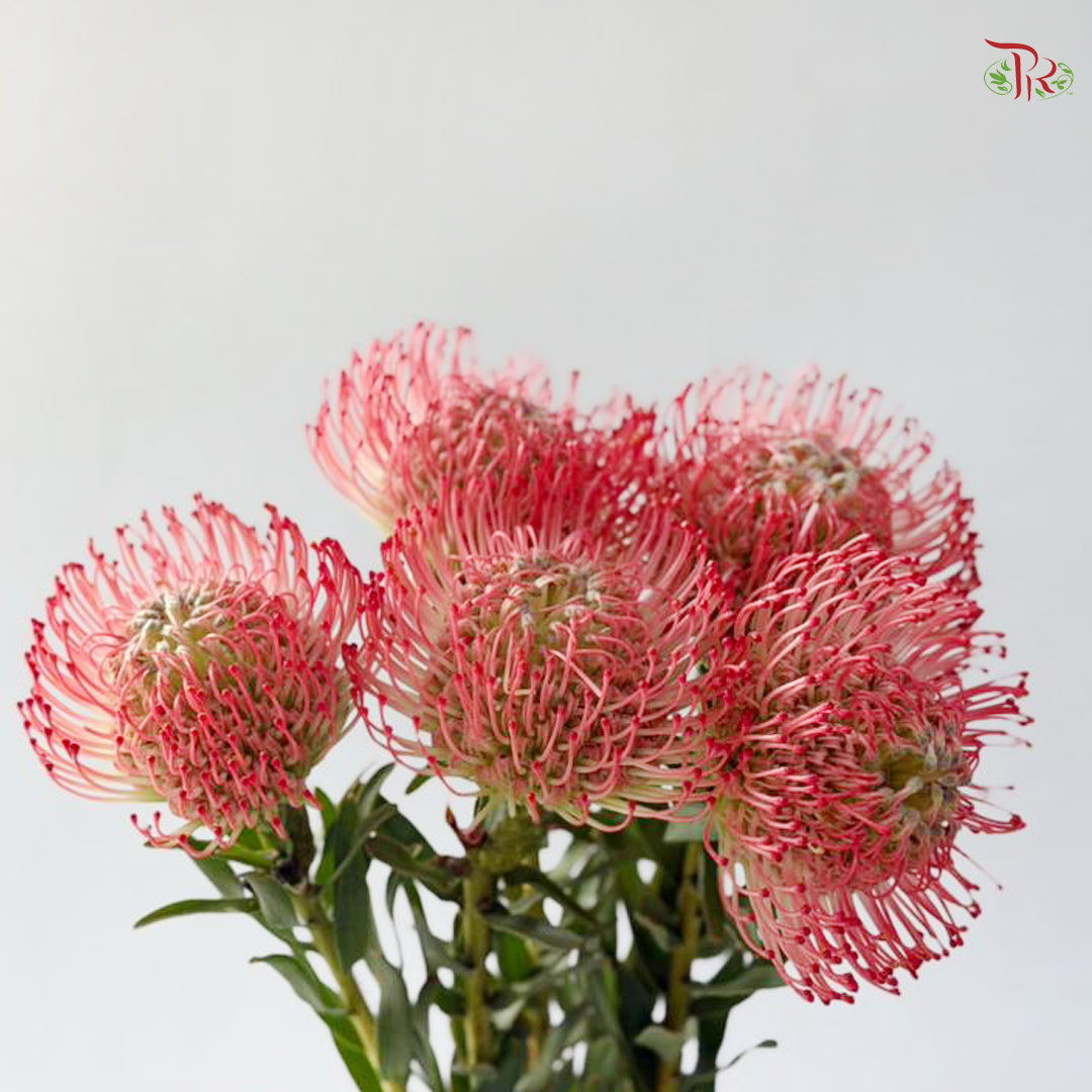 Leucospermum - Coral Red (5 Stems)