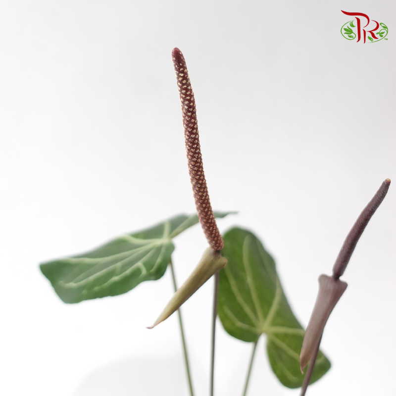 Anthurium Crystallinum P120《水晶花烛》