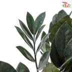 Zamia Raven P90 黑金金钱树