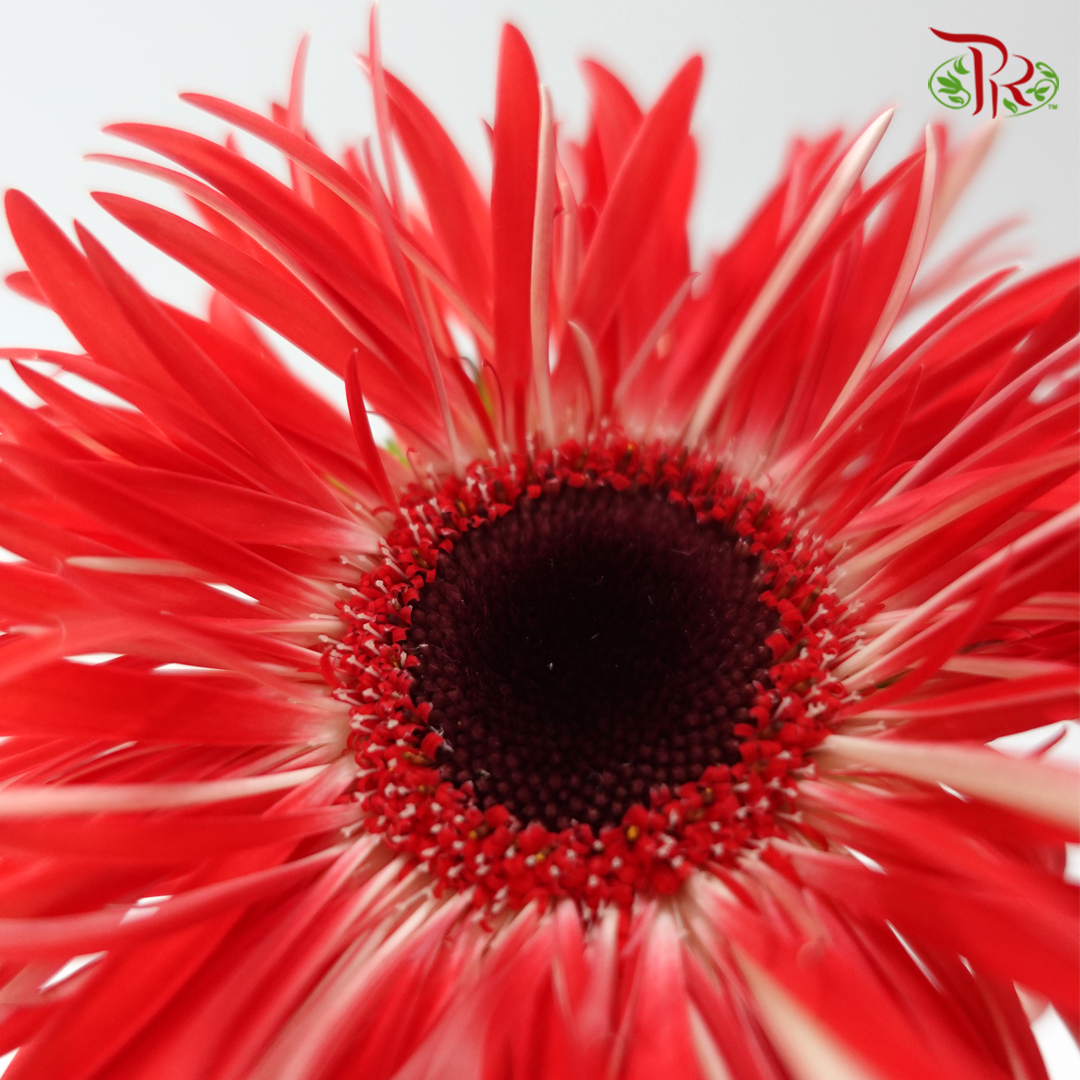 Gerbera Spider / Pasta - Coral Red (5 Stems)
