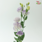 Eustoma - Icy Lilac (Per Bunch)