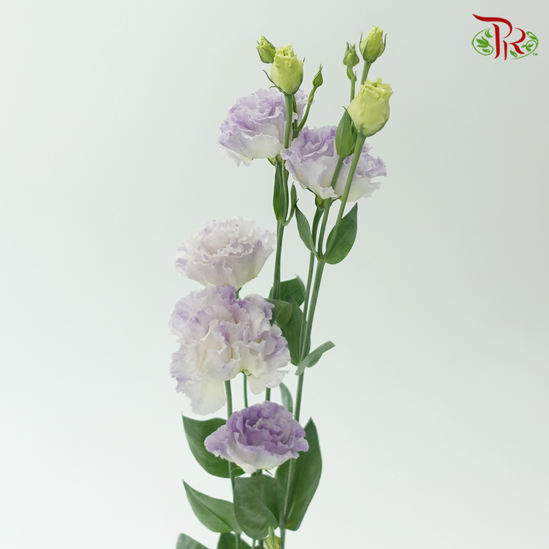 Eustoma - Icy Lilac (Per Bunch)