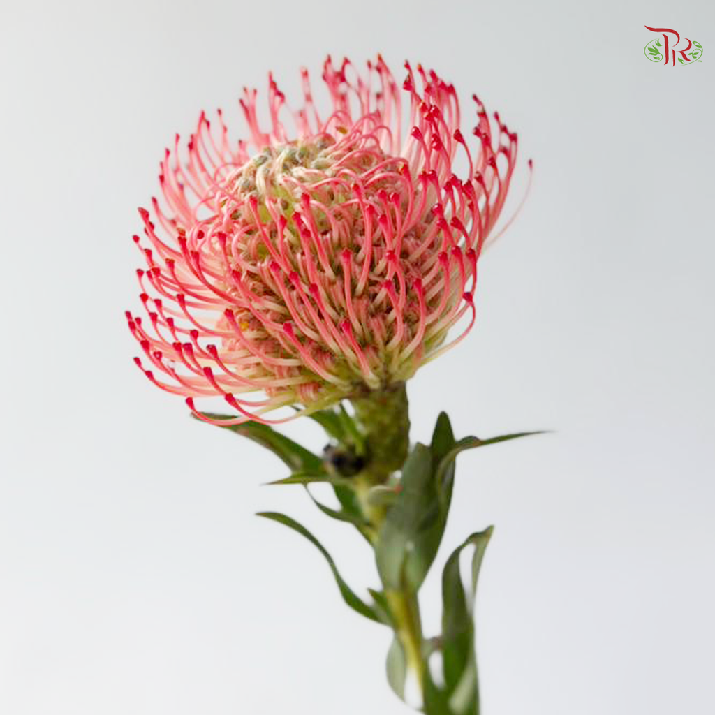 Leucospermum - Coral Red (5 Stems)