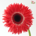 Gerbera Spider / Pasta - Coral Red (5 Stems)