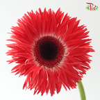 Gerbera Spider / Pasta - Coral Red (5 Stems)