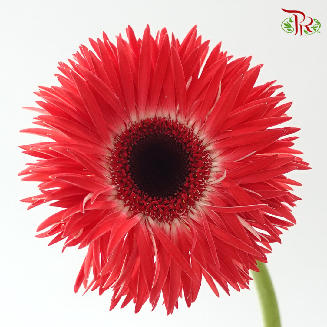 Gerbera Spider / Pasta - Coral Red (5 Stems)