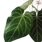 Anthurium Crystallinum P120《水晶花烛》