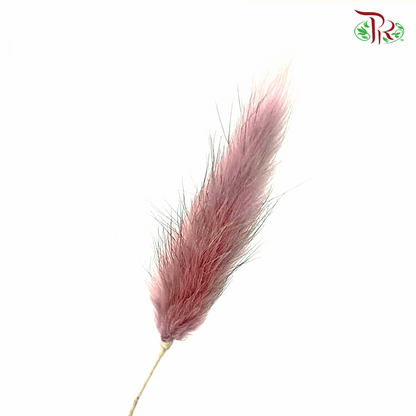 Dry Lagurus Bunny Tail - Dusty Pink (Per Bunch)