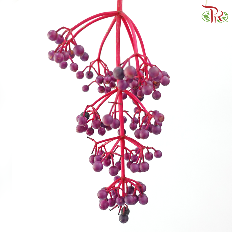 Purple Berry - (Per Stem)