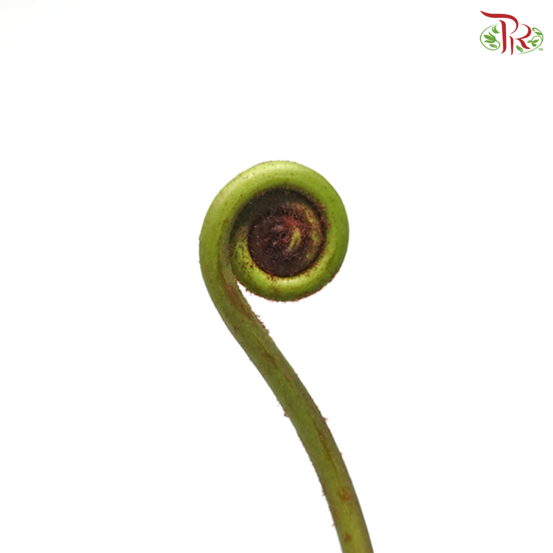 Coil Fern Green (Wild Cat / Fiddle Heaf) (Per Bunch)