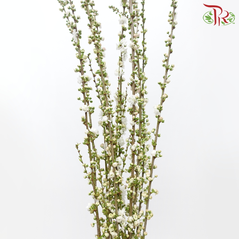 Sorbaria Sorbifolia - White (Per Bunch)