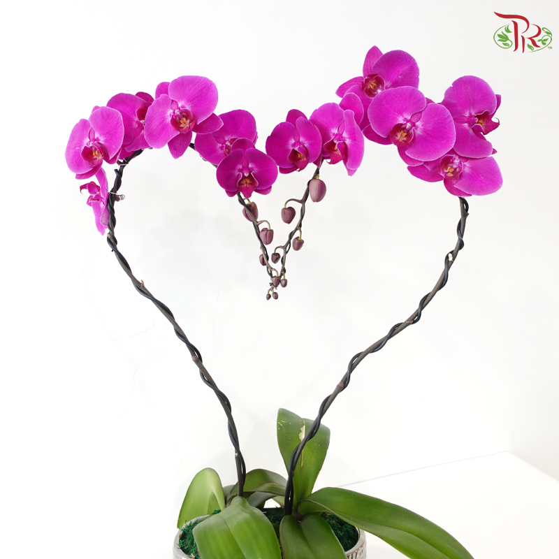 Cupid Orchids Orchids Arrangement