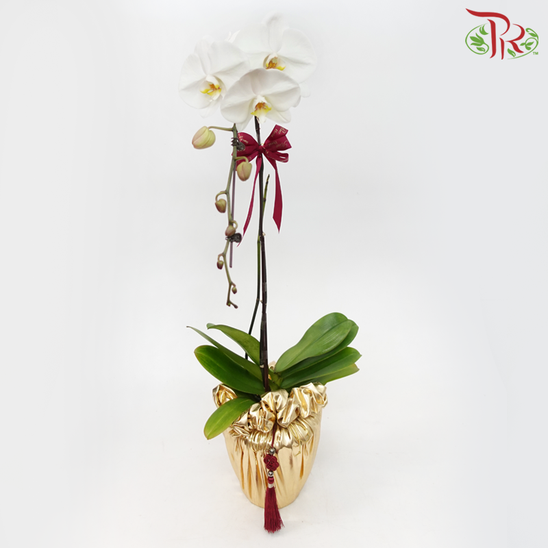 Premium Phalaenopsis Arrangement in Gold Wrapping Cloth (Random Choose Orchid Color)