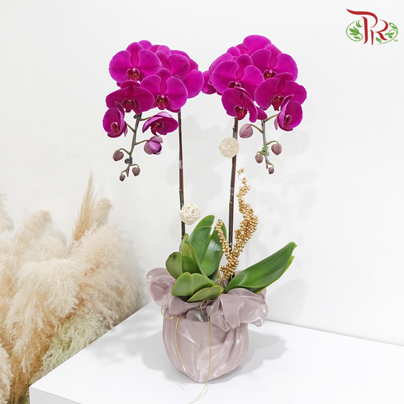 【Gift Series】Timeless Bloom (Random Choose Orchid Color) (With Wrapping Cloth Color Options)