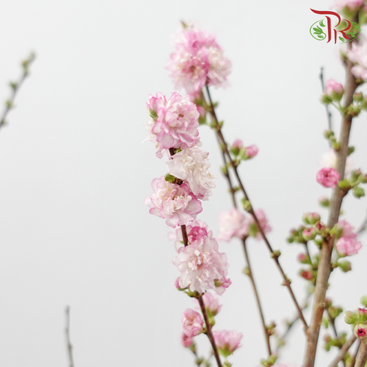 Sorbaria Sorbifolia - Pink《珍珠梅》(Per Bunch)