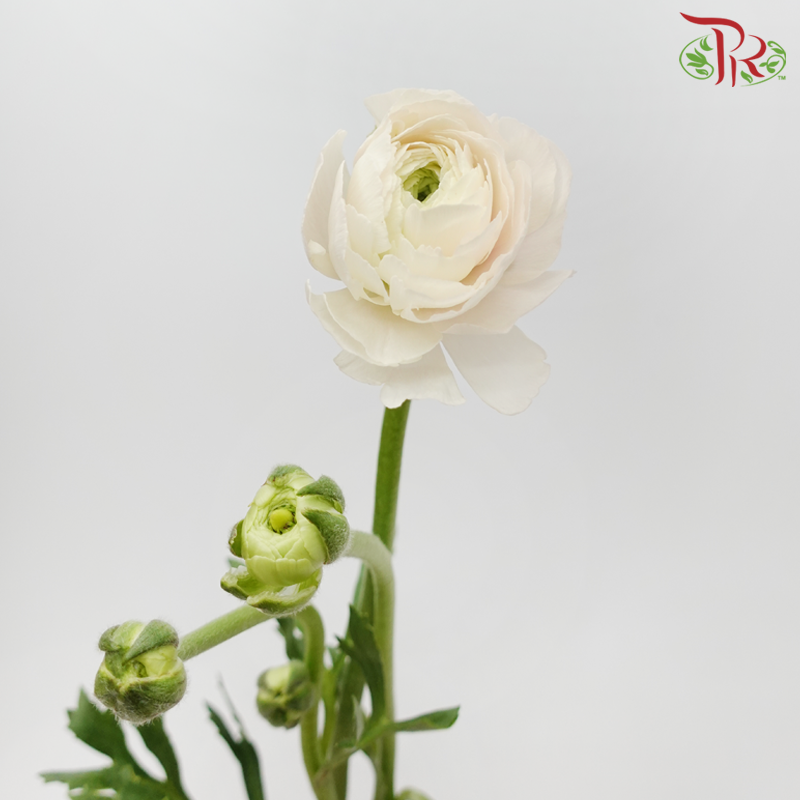 Ranunculus Cloni - Blush Pink (5 Stems)