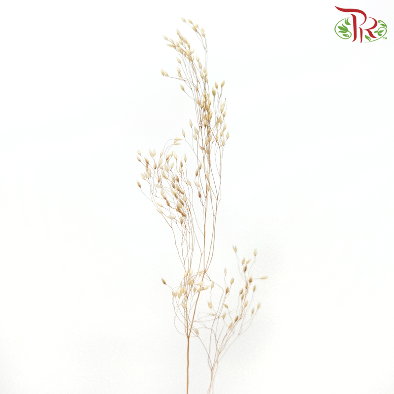 Dry Agrostis (Per Bunch) - Pudu Ria Florist