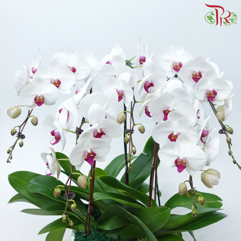 5in1 Premium Orchids Arrangement (Random Choose Orchid Colour & Design)