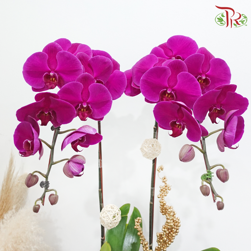 【Gift Series】Timeless Bloom (Random Choose Orchid Color) (With Wrapping Cloth Color Options)