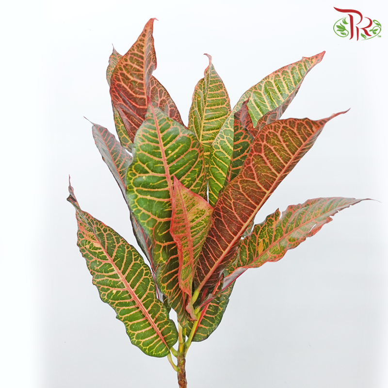 Batik Leaf (Croton) - Per Bunch - Pudu Ria Florist