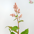 Star Spend (Per Bunch) - Pudu Ria Florist