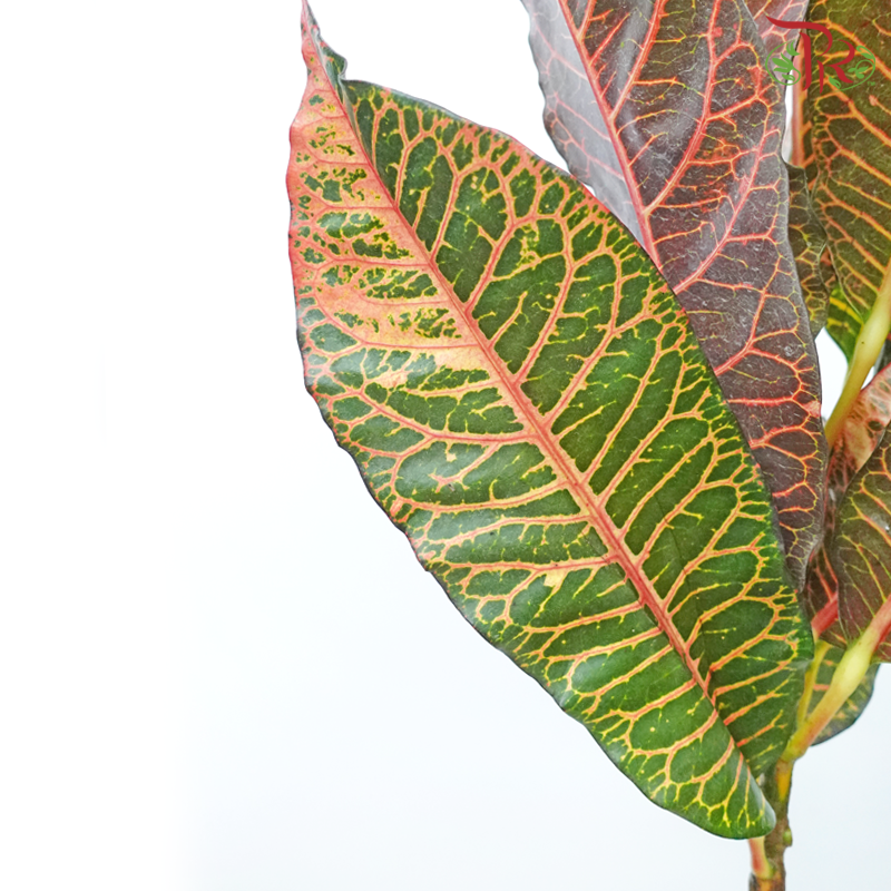 Batik Leaf (Croton) - Per Bunch - Pudu Ria Florist