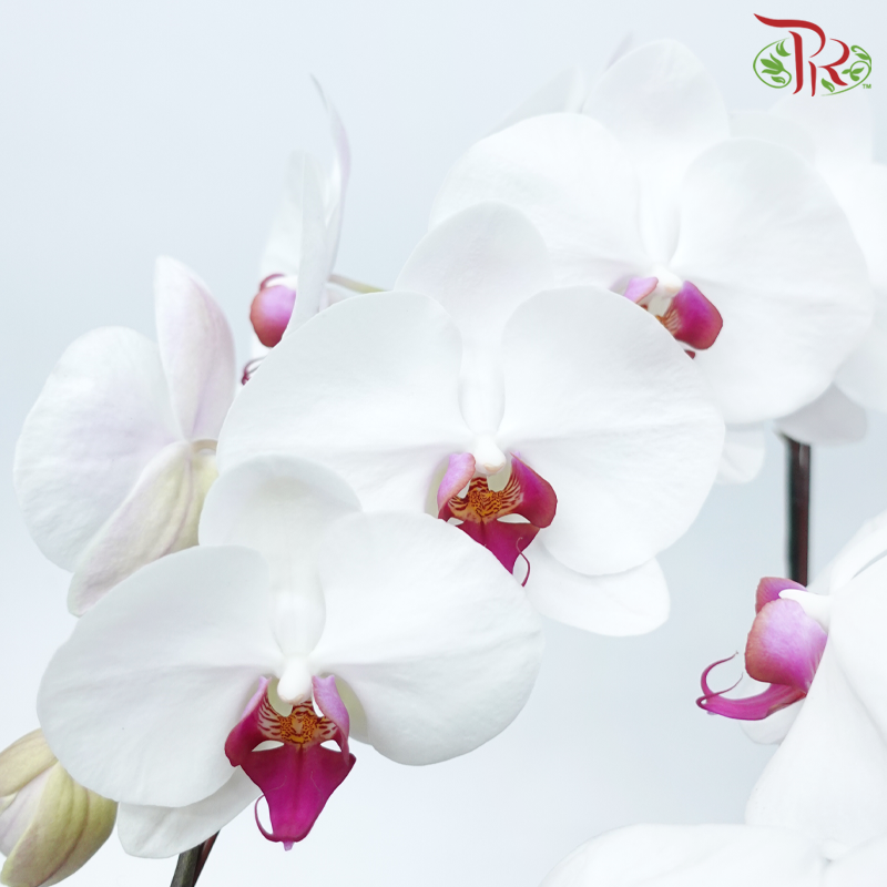 5in1 Premium Orchids Arrangement (Random Choose Orchid Colour & Design)