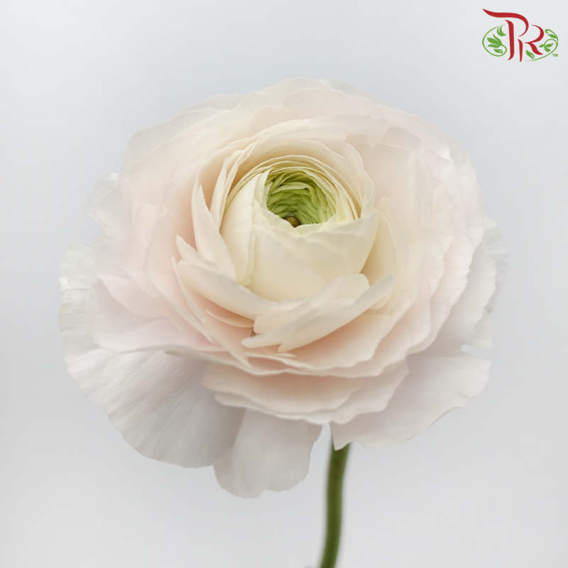 Ranunculus Cloni - Blush Pink (5 Stems)