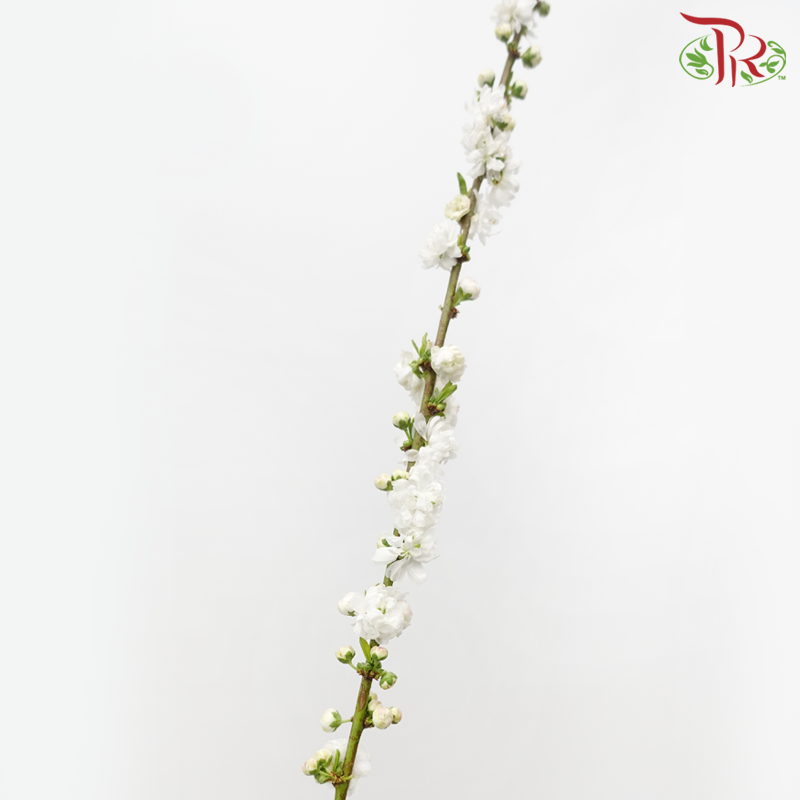 Sorbaria Sorbifolia - White (Per Bunch)