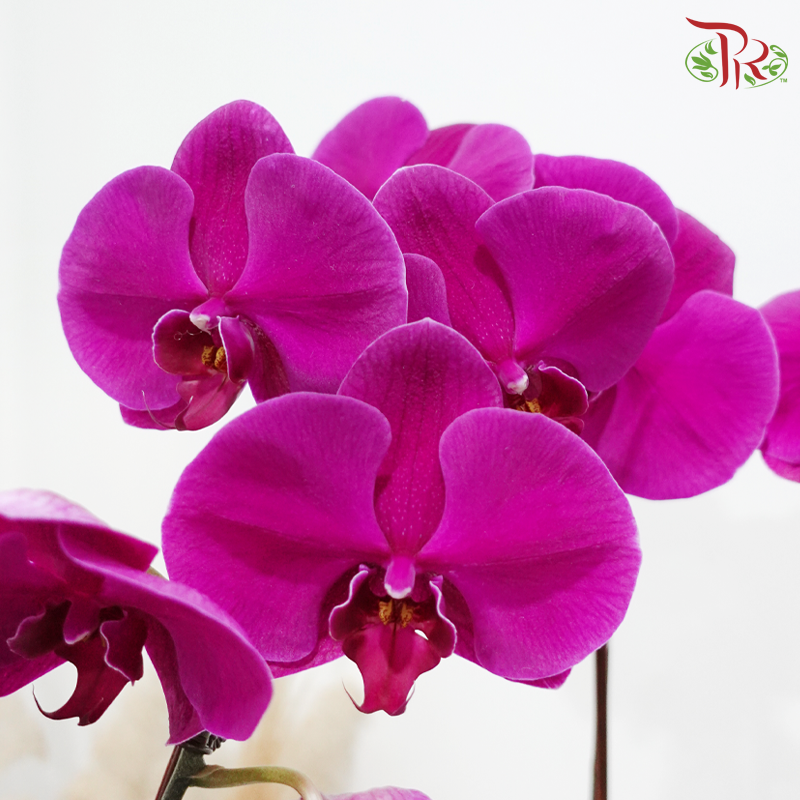 【Gift Series】Timeless Bloom (Random Choose Orchid Color) (With Wrapping Cloth Color Options)