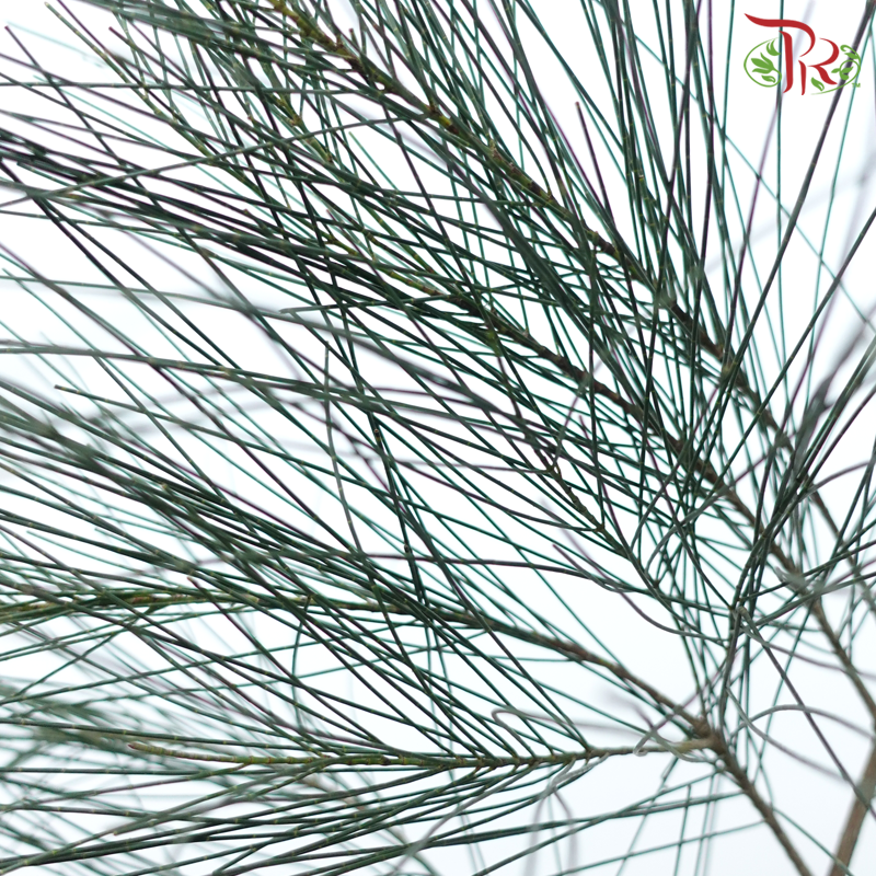 Chamaecyparis Dark Green - (Huang Ma Song ) - (Per Bunch)