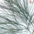 Chamaecyparis Dark Green - (Huang Ma Song ) - (Per Bunch)