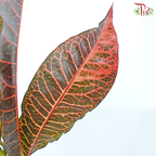 Batik Leaf (Croton) - Per Bunch - Pudu Ria Florist