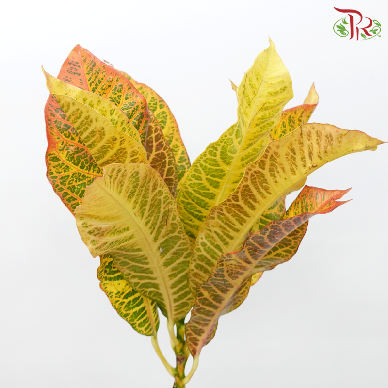 Batik Leaf (Croton) - Per Bunch - Pudu Ria Florist