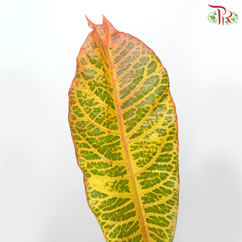 Batik Leaf (Croton) - Per Bunch - Pudu Ria Florist