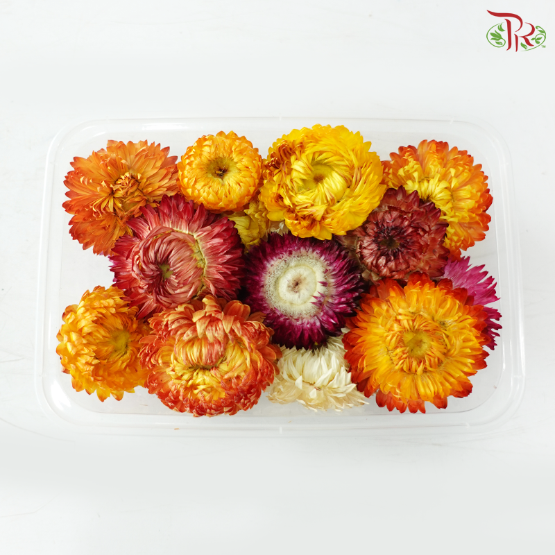 Random Colour Dried Chrysanthemum (Per Box)