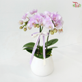 Petite Orchid Orchids Arrangement