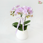 Petite Orchid Orchids Arrangement