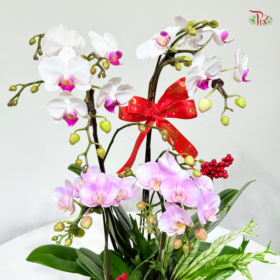 【XMAS 2025】Twin Orchids of Noel 双兰迎圣诞