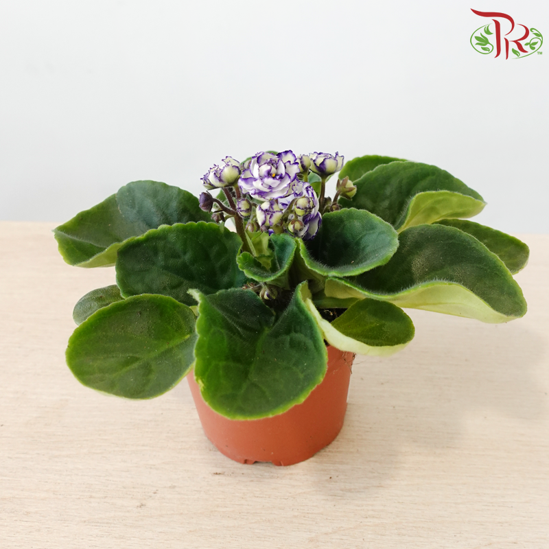 Saintpaulia 105P《紫罗兰》Y05 (Random Choose Colors)