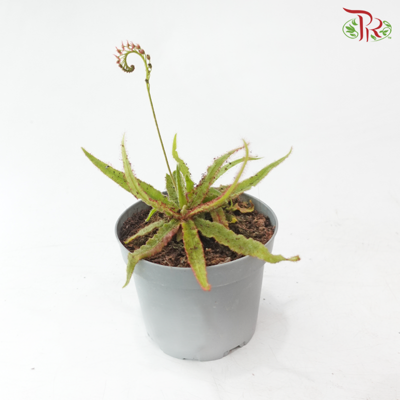 Drosera Adelae P105《阿黛尔茅膏草》Y05