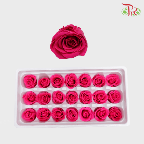 21 Bloom Rose - Cherry Pink-Cherry Pink-China-prflorist.com.my