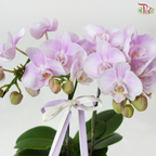 Petite Orchid Orchids Arrangement