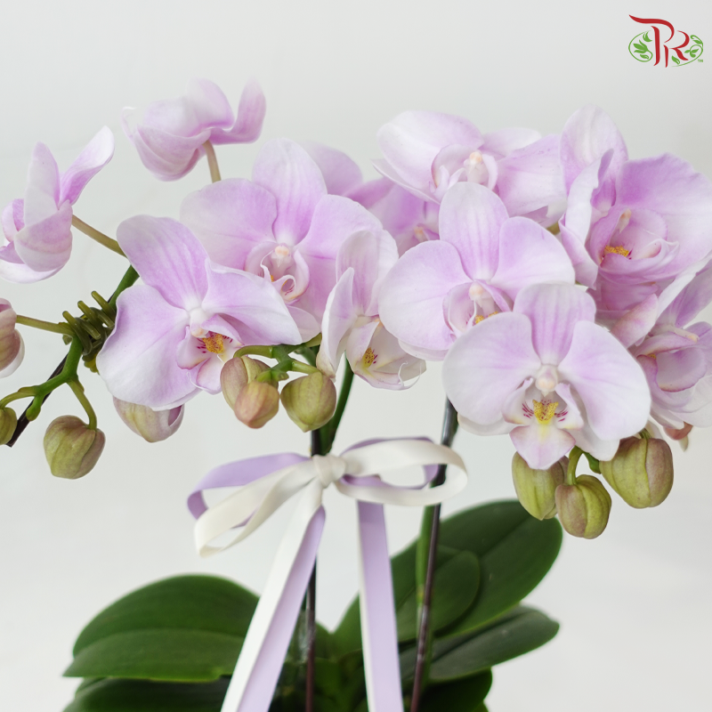 Petite Orchid Orchids Arrangement