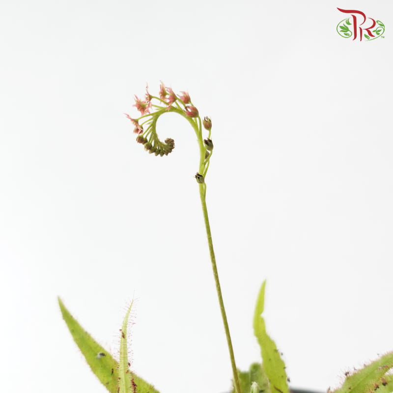 Drosera Adelae P105《阿黛尔茅膏草》Y05