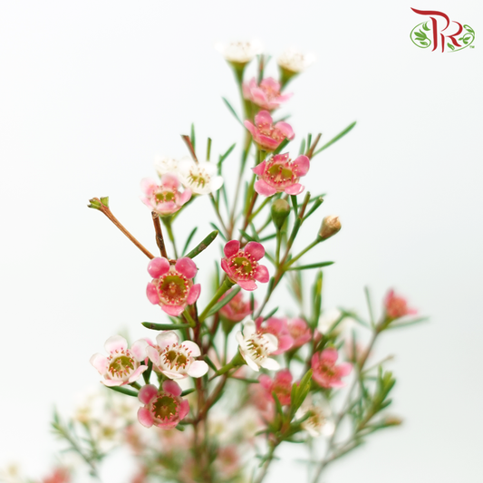 Wax Flower - Cherry Pink (5 Stems) - Pudu Ria Florist